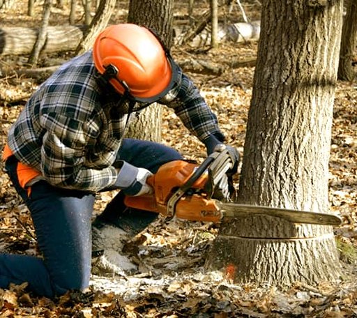 Tree Removal in Pierz, MN